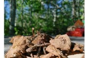 如何做一道美味的榛蘑炒白菜？（详细步骤教你烹饪健康营养的美食）